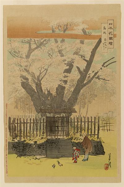 Nihon hana zue, 1896 - Огата Гекко