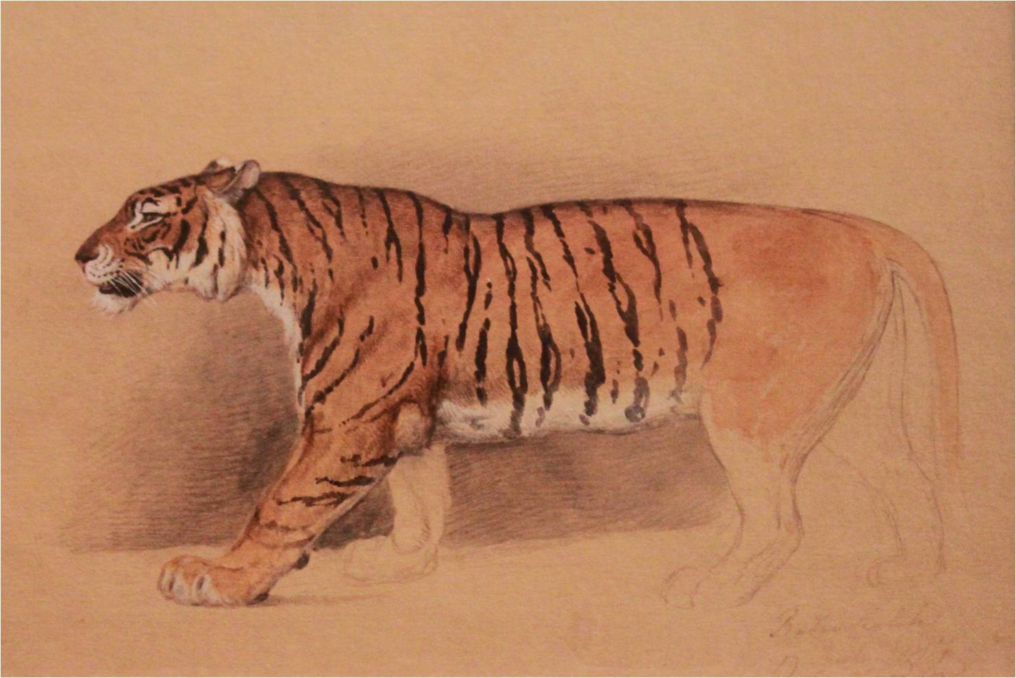 Амурский тигр анатомия