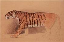 Study of walking tiger - Раден Салех