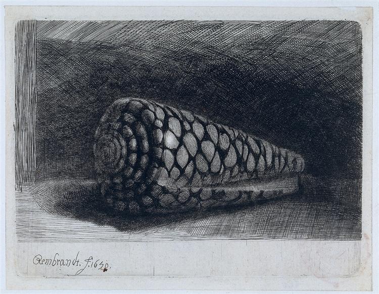 The shell 'Conus Marmoreus', 1650 - 林布蘭
