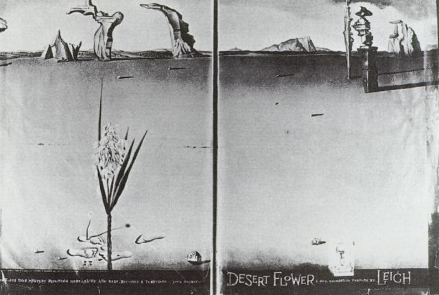 Flower in the Desert, 1946 - Сальвадор Далі